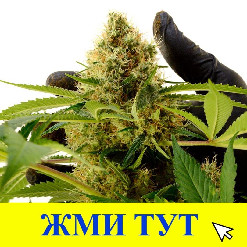 Купить наркотики в Петровск-Забайкальском